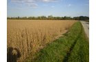 Property photo 15 - 75+/- Acres in 9 Tracts